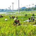 Công an xã Đông Thành, Quý Lương hỗ trợ Nhân dân thu hoạch lúa bị ngập