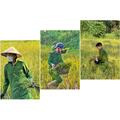 Công an xã Thanh Phong giúp dân gặt lúa - Lan tỏa tinh thần “Ba nhất”