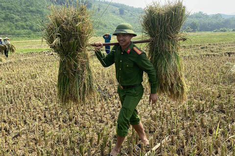 Công an xã Cẩm Long đội nắng giúp dân gặt lúa