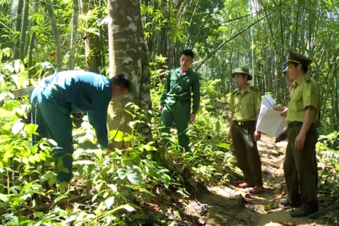 Tăng cường các biện pháp phòng cháy, chữa cháy rừng mùa nắng nóng