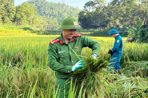 Xuống đồng giúp dân mùa gặt, Công an xã Giao An lan tỏa hình ảnh đẹp giữa đời thường