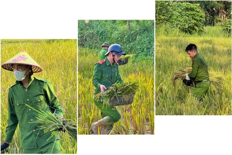Công an xã Thanh Phong giúp dân gặt lúa - Lan tỏa tinh thần “Ba nhất”
